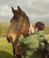 hands on horse neck